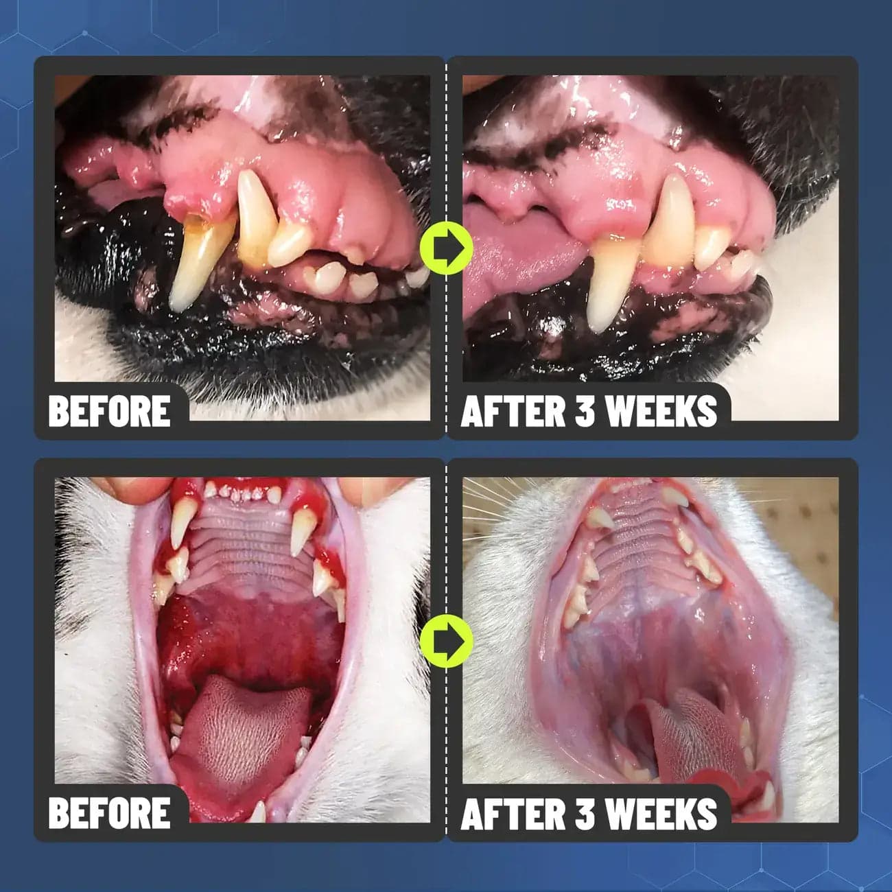 Petgreen™ Pet Oral Spray (Buy 1 Get 1 Free )